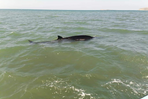 Se trata de una ballena picuda, el animal marino encontrado muerto en Montecristi Se trata de una ballena picuda, el animal marino encontrado muerto en Montecristi