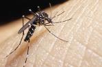 ¿Qué incide para que suban los casos de dengue en República Dominicana?