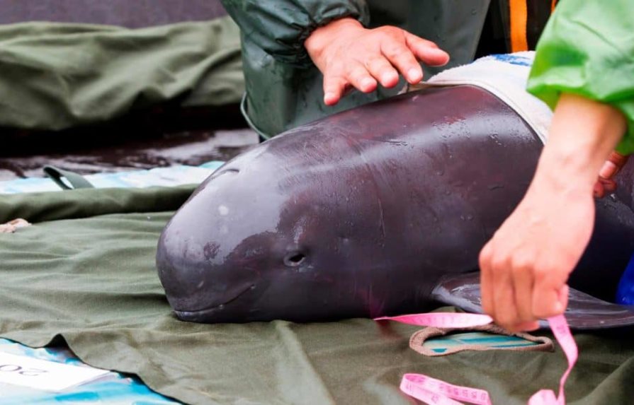 Comisión ambiental aconseja abrir un expediente sobre la vaquita marina Comisión ambiental aconseja abrir un expediente sobre la vaquita marina
