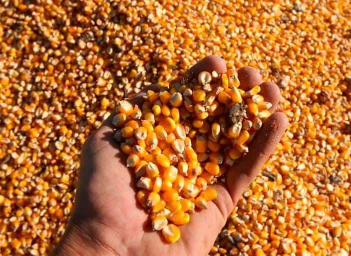 El precio del maíz alcanza su máximo en nueve años El precio del maíz alcanza su máximo en nueve años