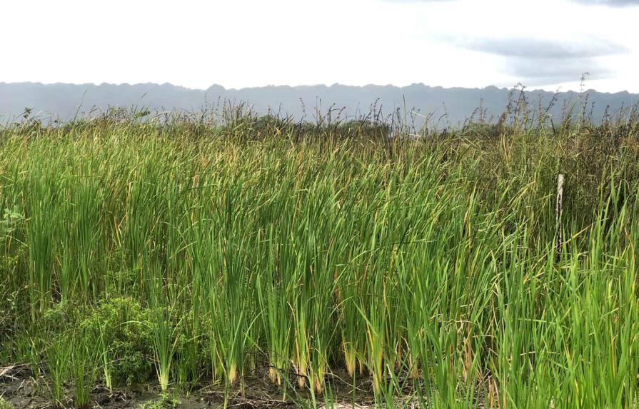 Sofocan incendio en monumento natural Lagunas Cabarete y Goleta