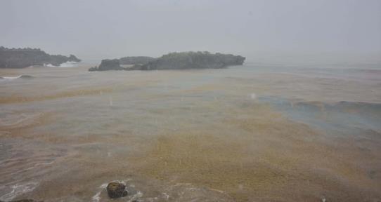 El sargazo empieza a llegar a la playa de Boca de Yuma