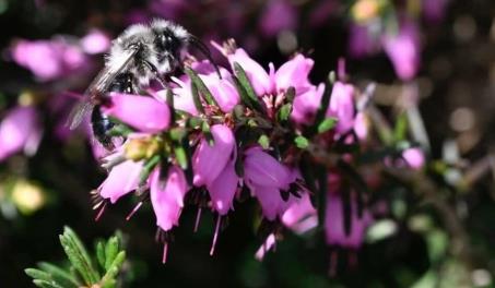 Las abejas son más resistentes al cambio climático que los abejorros, según un estudio