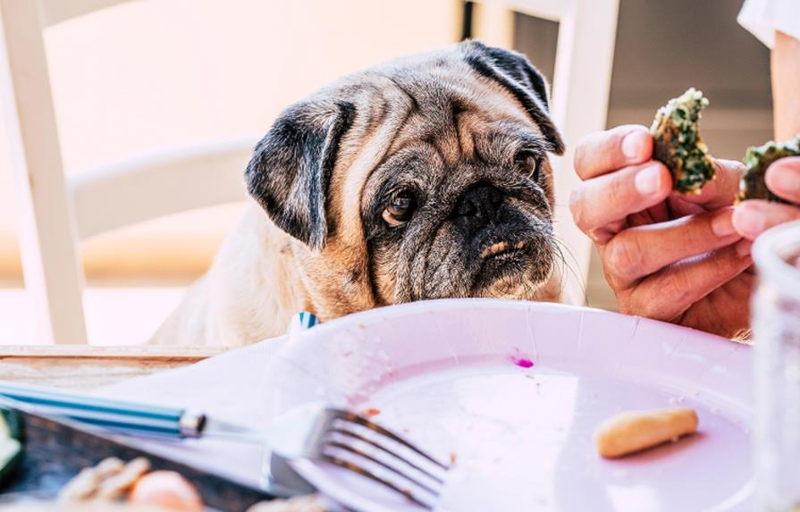 Quiere cambiarle la comida al perro Quiere cambiarle la comida al perro
