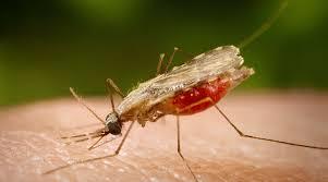 Día Mundial de la Malaria o Paludismo: El país reporta 63 casos y cero defunciones en lo que va de 2022 Día Mundial de la Malaria o Paludismo: El país reporta 63 casos y cero defunciones en lo que va de 2022