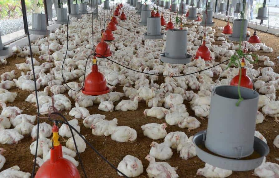 Sector avícola reitera rechazo a proyecto establece tasa cero a 67 productos de la canasta familiar Sector avícola reitera rechazo a proyecto establece tasa cero a 67 productos de la canasta familiar