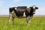Departamento de Agricultura de EEUU certifica la carne de res dominicana 
