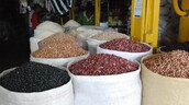 Advierten que sequía prolongada amenaza producción de habichuelas en San Juan