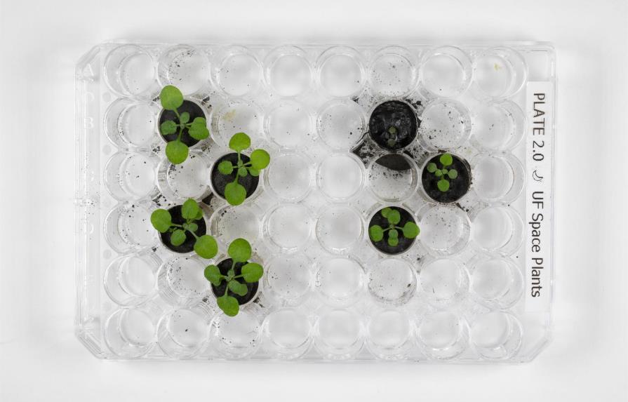 Científicos cultivan por primera vez plantas en suelo procedente de la Luna Científicos cultivan por primera vez plantas en suelo procedente de la Luna