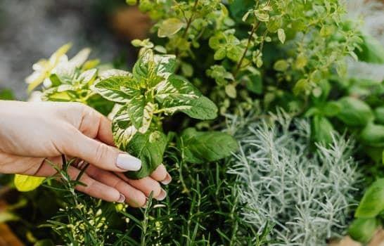 ¿Cansado de los mosquitos? Estas plantas los alejarán de ti ¿Cansado de los mosquitos? Estas plantas los alejarán de ti