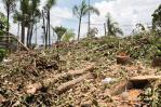 Cortan sin autorización decenas de árboles en área protegida de Pantoja