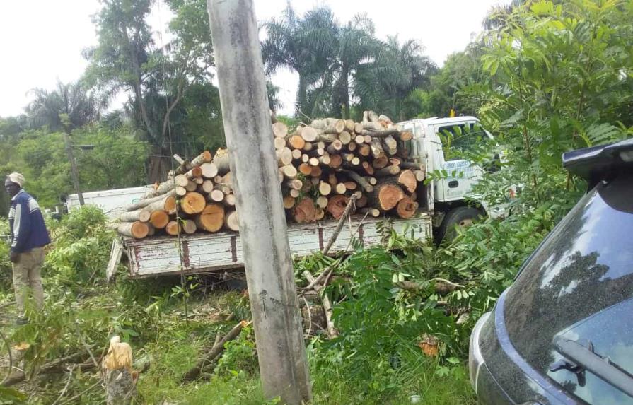 Someterán a la justicia a director municipal de Palmarejo Villa Linda por tala de árboles en Pantoja