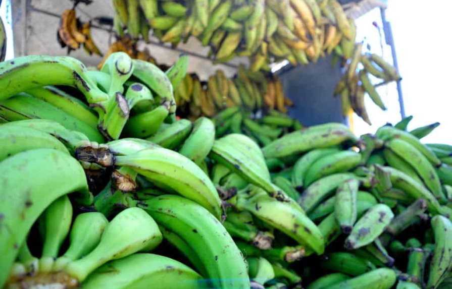 Prevén aumento en el precio del plátano por efectos de fenómenos atmosféricos