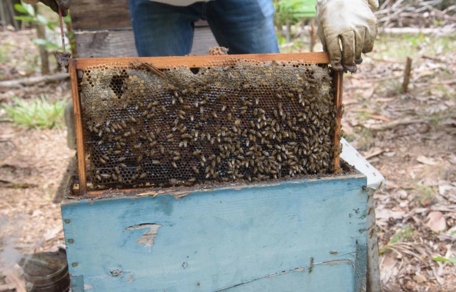 Hoy se celebra el Día Mundial de las Abejas Hoy se celebra el Día Mundial de las Abejas