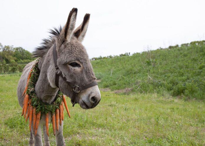 Un asno, estrella de una película en competición por la Palma de Oro en Cannes Un asno, estrella de una película en competición por la Palma de Oro en Cannes