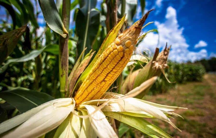 Con tasa cero solo se importarían productos necesarios en República Dominicana Con tasa cero solo se importarían productos necesarios en República Dominicana