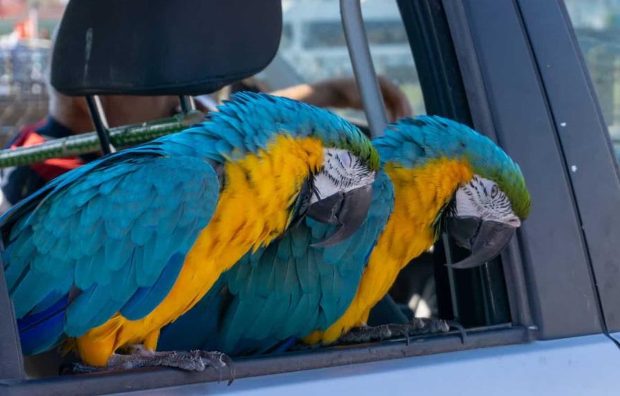 Detenido y acusado por dejar a un loro en un automóvil recalentado en EEUU Detenido y acusado por dejar a un loro en un automóvil recalentado en EEUU