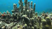 La actualización de la Lista Roja eleva a más de 49,500 las especies amenazadas