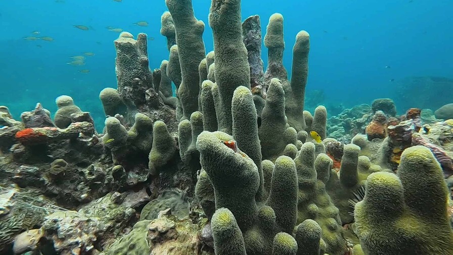 La actualización de la Lista Roja eleva a más de 49,500 las especies amenazadas