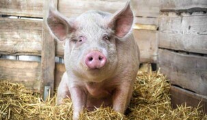 EE. UU. recuerda que el salami y productos derivados del cerdo no pueden llevarse en el equipaje