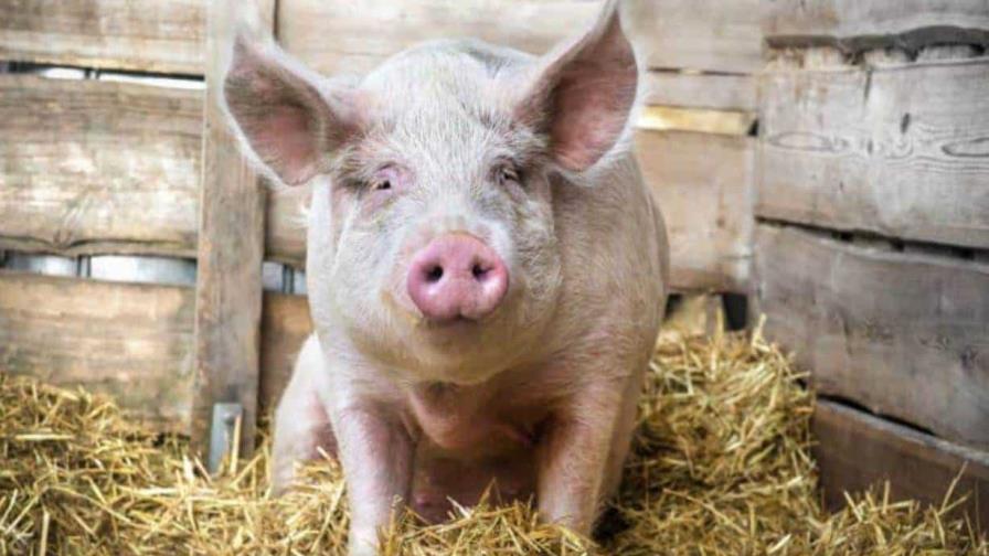 EE. UU. recuerda que el salami y productos derivados del cerdo no pueden llevarse en el equipaje