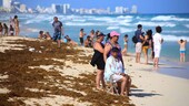 Playas vacías y olor insoportable: México libra dura batalla contra el sargazo