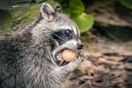 ¿Por qué las especies invasoras son una amenaza para la biodiversidad?