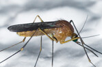 Mosquito no nativo levanta alarmas en Florida por posibles enfermedades
