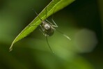Idean un mapamundi interactivo de los mosquitos para ayudar a combatir la malaria