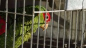 El comercio de vida silvestre afecta al menos a 107,000 especies, el doble de lo estimado