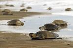 RD será sede de encuentro internacional sobre conservación de tortugas marinas