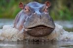 Colombia hará eutanasia a hipopótamos de Pablo Escobar para controlar la especie invasora