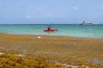 Llaman a abordar el impacto del sargazo en las costas dominicanas