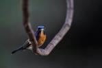 Pájaros, escarabajos e insectos podrían ayudar a reemplazar los pesticidas, según un estudio