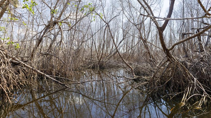 La mitad de los manglares del mundo están en riesgo