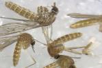 Dengue, Nilo, Crimea, Lyme… El cambio climático propulsa las infecciones por picaduras Dengue, Nilo, Crimea, Lyme… El cambio climático propulsa las infecciones por picaduras