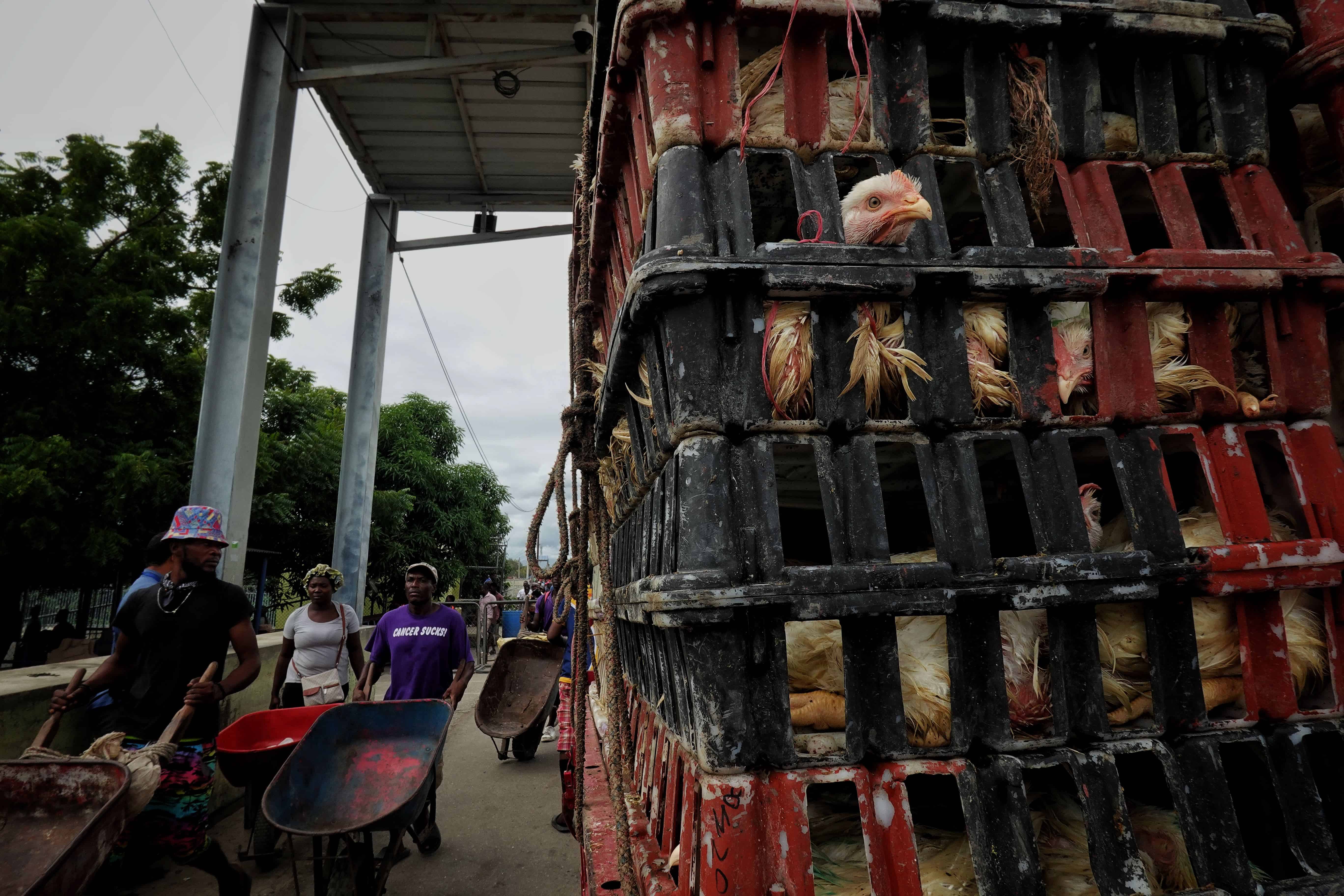 Mientras un camión con gallinas va para Haití, unos haitianos con carretillas entran a República Dominicana.