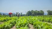 Así cambiará la capacidad del planeta para producir alimentos por el calentamiento global
