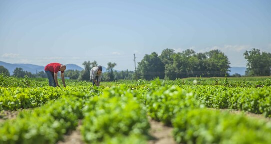 Así cambiará la capacidad del planeta para producir alimentos por el calentamiento global