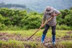 El 83 % de los casos de leptospirosis en el país se registran en agricultores, albañiles y ganaderos El 83 % de los casos de leptospirosis en el país se registran en agricultores, albañiles y ganaderos