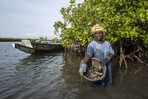Los manglares de las Islas Galápagos, bajo amenaza pese a los esfuerzos de protección Los manglares de las Islas Galápagos, bajo amenaza pese a los esfuerzos de protección