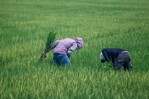 Arroceros esperan nuevas reglas tras derogación de aranceles al arroz