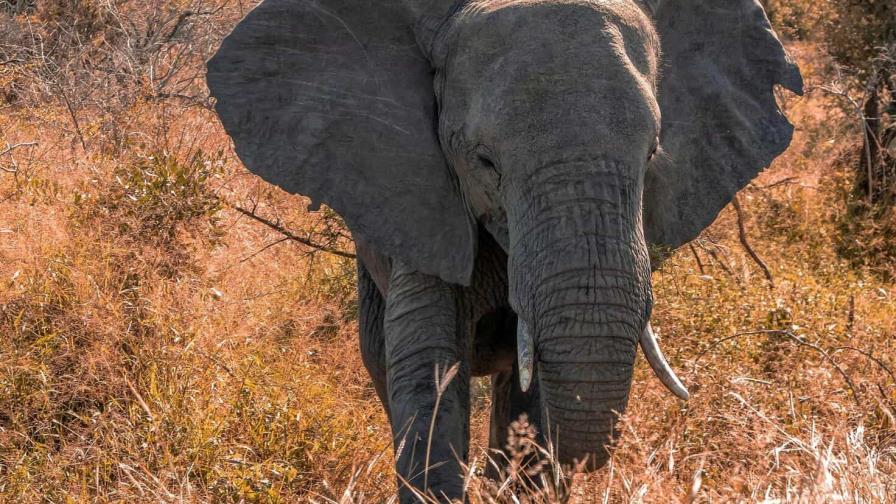 La salud de los elefantes ha dependido de su movilidad y riqueza genética, hoy amenazada