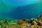 El mundo llega a la COP17 sobre biodiversidad con retrasos en sus metas