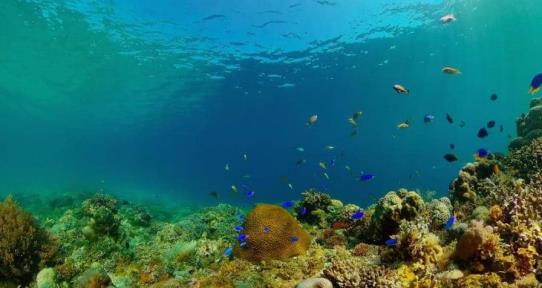 El mundo llega a la COP17 sobre biodiversidad con retrasos en sus metas