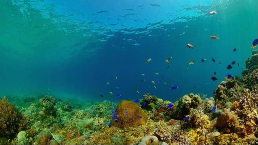 El mundo llega a la COP17 sobre biodiversidad con retrasos en sus metas