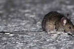 Qué es el hantavirus: el peligroso virus encontrado en un crucero