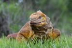 Recopilación de datos en las Islas Galápagos para conservar a la singular iguana rosada Recopilación de datos en las Islas Galápagos para conservar a la singular iguana rosada