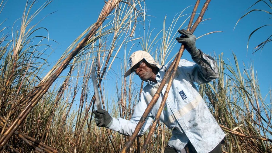 México ampliará sus exportaciones de azúcar a EE. UU. tras un aumento del 512 % en la demanda México ampliará sus exportaciones de azúcar a EE. UU. tras un aumento del 512 % en la demanda