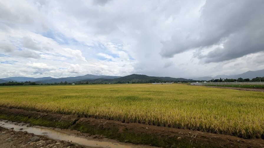 Ministro de Agricultura: “en nuestra gestión no ha sido necesario importar un solo quintal de arroz”